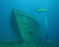   Shark Where...... Where?...... Where?  